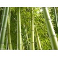 供應(yīng)四川成都竹漿原紙/大軸紙/竹漿衛(wèi)生紙成品批發(fā)代理;