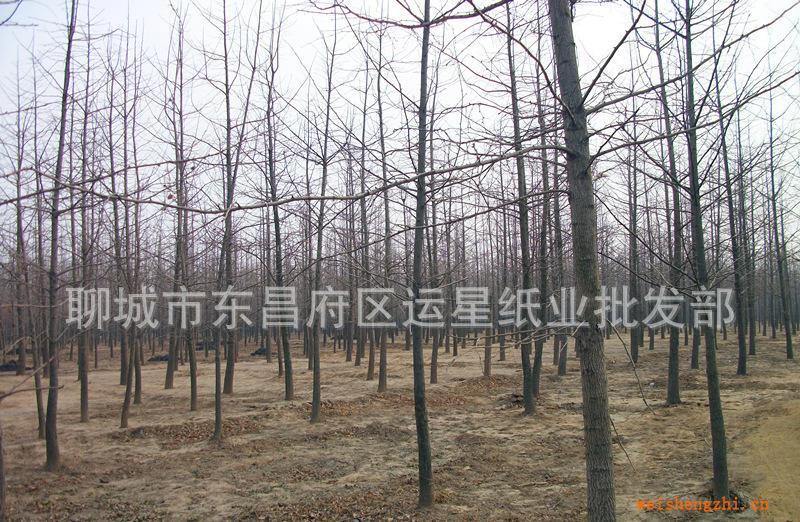 銀杏樹，白果樹，園林綠化苗木，優(yōu)質(zhì)銀杏苗木基地