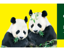 四川竹漿生活用紙廠家望風(fēng)青蘋果紙業(yè)線上招商代理