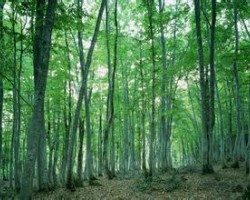 木漿價(jià)格未來或創(chuàng)新高