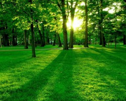 綠色發(fā)展成林產(chǎn)工業(yè)未來趨勢(shì) 助力森林