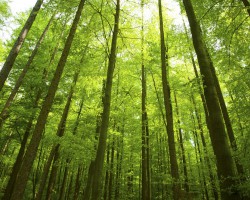 林業(yè)產(chǎn)品穩(wěn)定，成本和高價(jià)格抵消