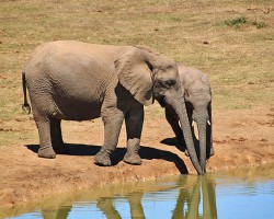 繼熊貓糞便紙之后，又出了大象糞便紙