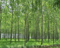 日本：刺激木材需求力促林業(yè)產(chǎn)業(yè)化增長(zhǎng)