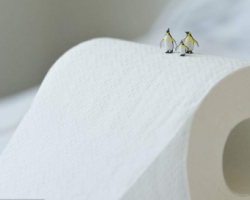 你真的了解衛(wèi)生紙嗎？