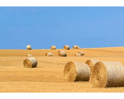 戴紅旗：草漿也許可緩解造紙?jiān)牧暇o缺的局面