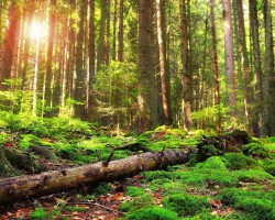 山西2020年度31個(gè)林木品種通過(guò)審定