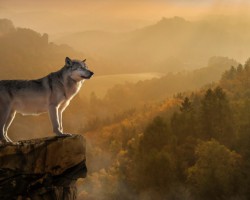 天風(fēng)證券：生活用紙價格伴隨漿價提升 龍頭企業(yè)或持續(xù)受益